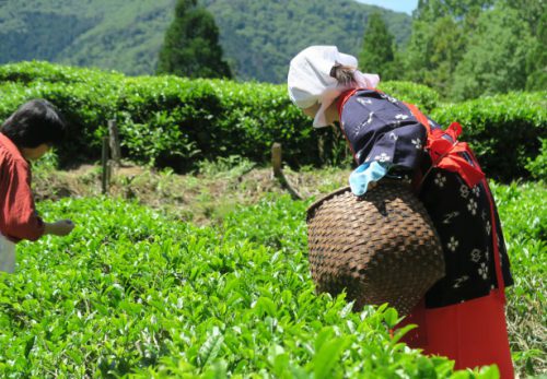 【終了】5月20日開催 こだかみ茶収穫祭！お茶つみ＆製茶体験