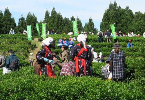 おかげさまで3回目！5月19日開催　こだかみ茶　収穫祭！