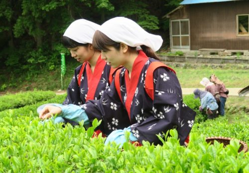 こだかみ茶　2020新茶できました。 在来種のお茶をお楽しみください！