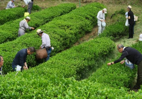 己高茶　収穫祭中止のお知らせ