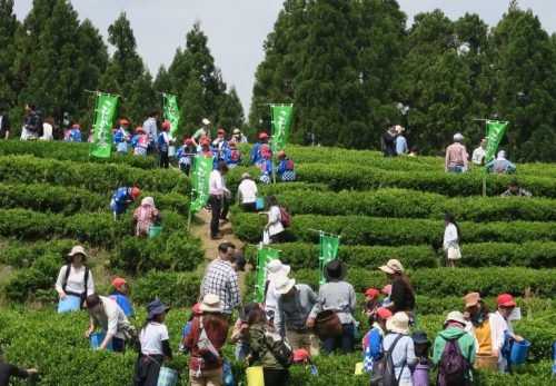 【終了】第3回　こだかみ茶　収穫祭が開催されました！