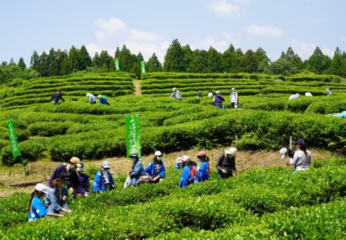 5/21 第４回こだかみ茶収穫祭「茶摘みの集い」が開催されました！