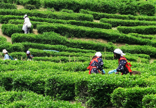 5/20　第5回 こだかみ茶収穫祭「茶摘みの集い」を開催します！